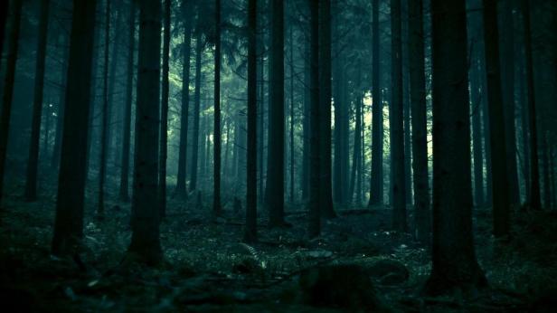 dark-forest